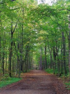 Ein ruhiger Waldpfad in Ontario, umgeben von grünem Licht und stiller Natur - Symbol für Freiheit und Ankommen in Kanada